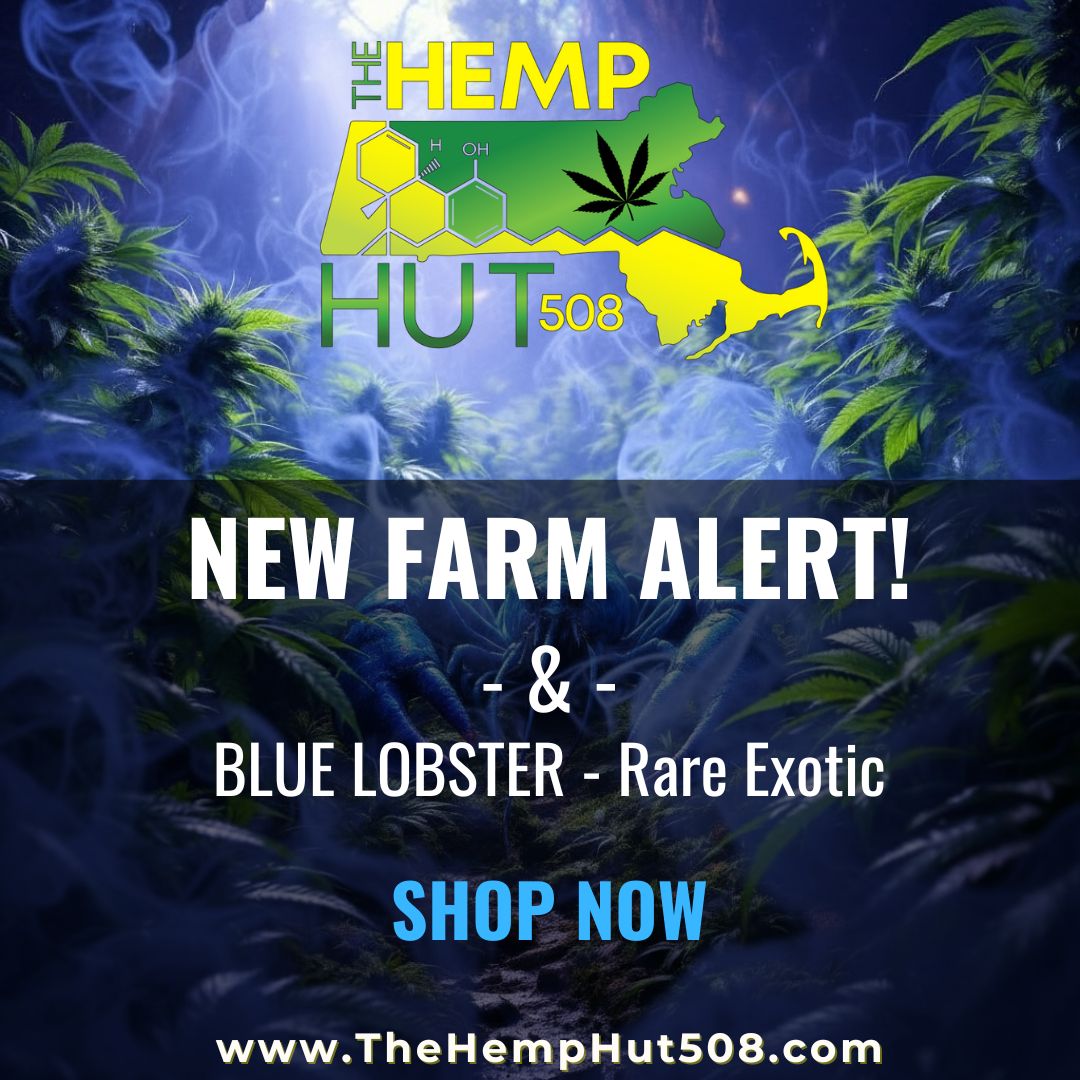 - BLUE LOBSTER - Rare Exotic SHOP NOW www.TheHempHut508 tom / 