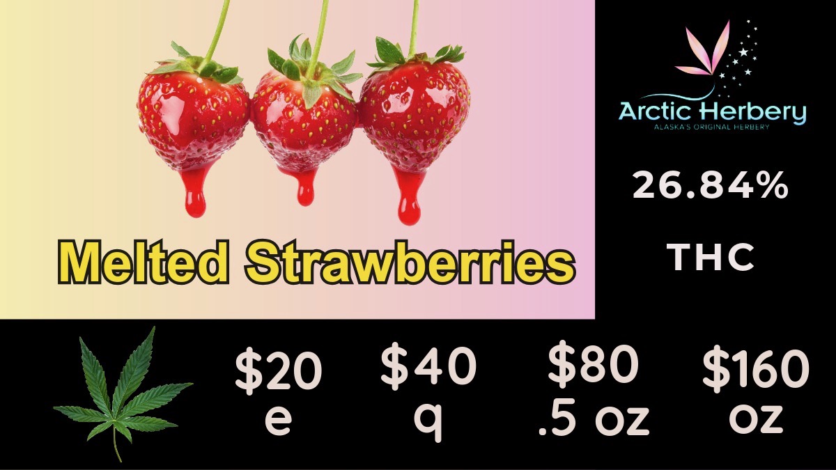 Arctic Herbery 26.84 X $20 $40 $80 $160 e q .5 oz oz / Tasty Tuesday: get 15% off all non-sale edibles$20 eighths - $160oz: Melted Strawberry 26.84% THC, Big Bud Gator Breath 25.43% THC, Big Bud Peanut Butter Biscotti 24.32% THC, Big Bud Gush Mintz 22.38% THC and Blockberry 22.01% THC & 1.61% TerpsSelect 0.5g Flower Pre Rolls just $510% off regular priced items for Seniors and Military every daySome restrictions apply.