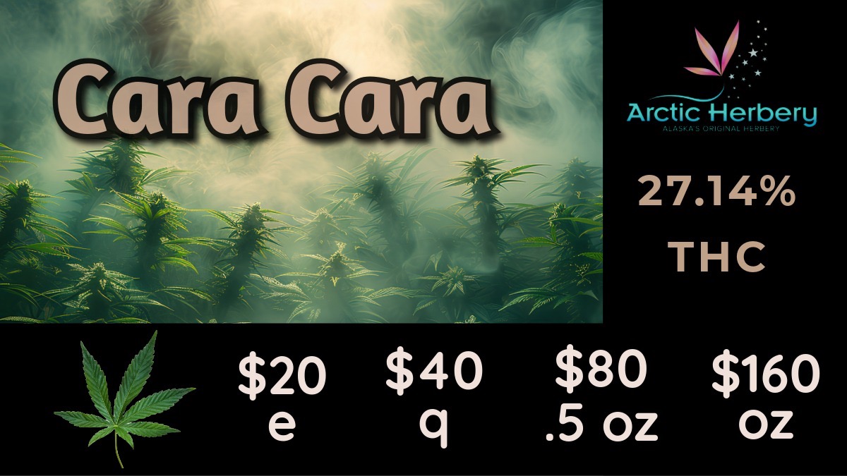 Arctic Herbery 27.14 T H C $80 $160 .5 oz oz / Tasty Tuesday: Get 15% off all non-sale edible products$30e-$200oz: Yuckmouth 30.18% THC & 3.06% Terps$20 eighths - $160oz: Big Bud LA Kush Cake 27.06% THC, Big Bud Cara Cara 27.14% THC, Melted Strawberries 26.84% THC, GMO Cookies 26.81% THC, Big Bud Juice Man 26.11% THC, Big Bud Gator Breath 25.43% THC, and Big Bud Grape Gas X Chemdawg 24.46% THC0.5g Flower Pre Rolls just $5!10% off regular priced items for Seniors and Military every daySome restrictions apply.