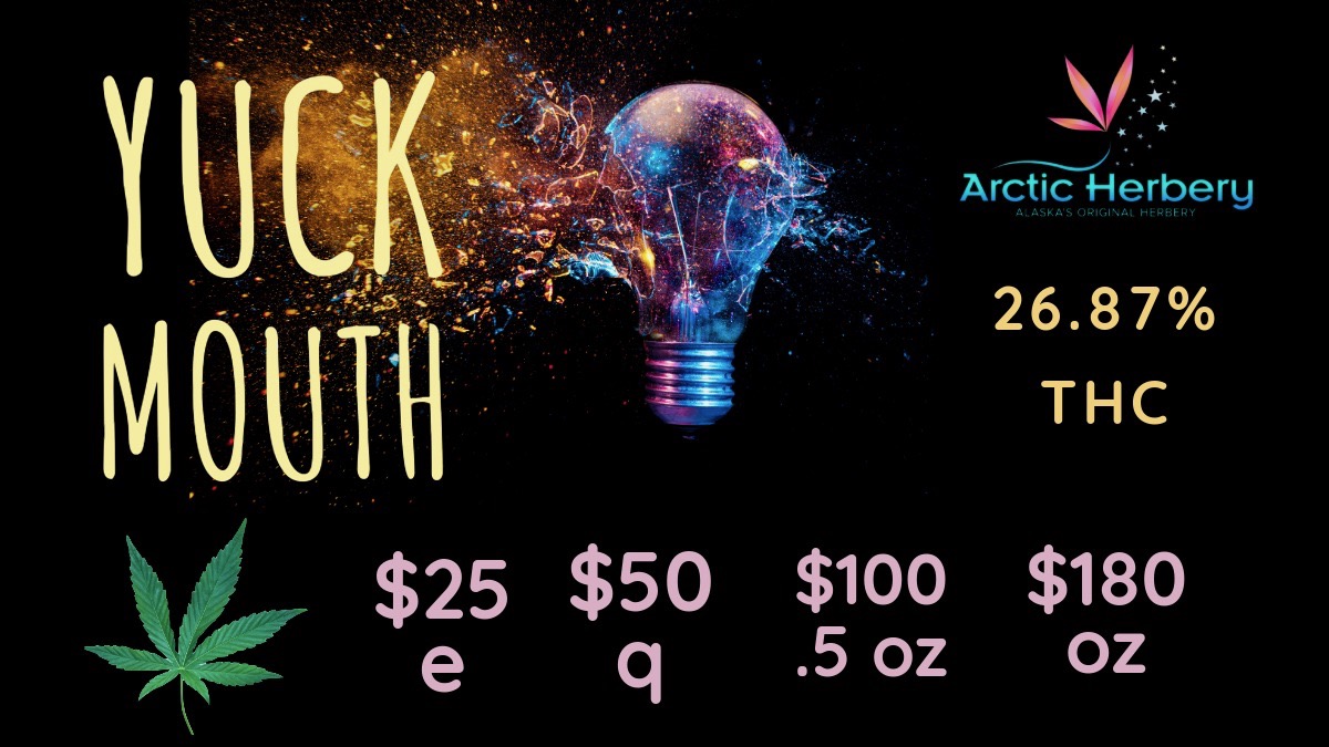 Arctic Herber / Tasty Tuesday: get 15% off all non-sale edibles. $20 eighths - $160oz: Big Bud Yuck Mouth 26.87% THC, Big Bud Indian Gold 25.77% THC, Big Bud Kush Mint'z 25.18% THC, SDot 24.69% THC & 1.49% Terps, Big Bud Gator Breath 22.94% THC, and Big Bud Zelda Junky 22.06% THC. **100mg Hash Infusion on sale for $12. Select 0.5g Flower Pre Rolls only $5. Select $30 1g dabs 10% Senior & Military daily Some restrictions apply.