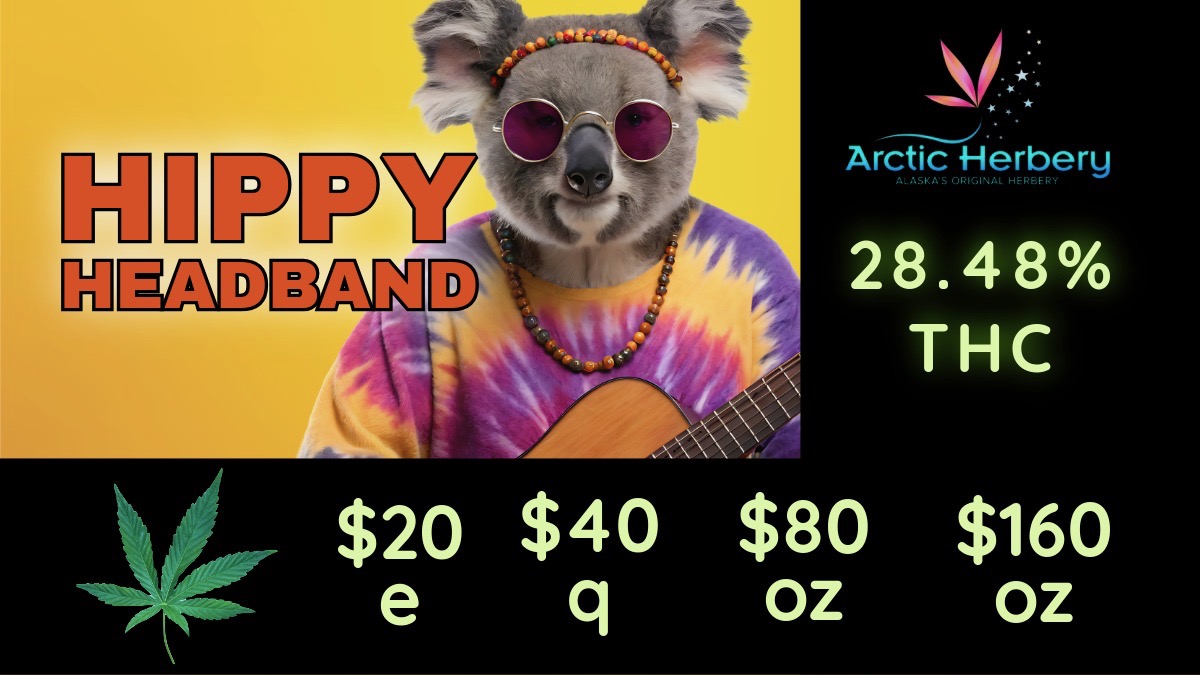 Arctic Herbero 28.48 THC / Tasty Tuesday! Every Tuesday get 15% off all non-sale edibles$20e up to $160oz: Big Bud Hippie Headband 28.48% THC, Big Bud Ice Cream Cake 27.78% THC, Big Bud GMO Sunset Octane 25.79% THC, Big Bud Lemon Orange 23.70% THC & 2.44% Terps and Cam's Candy Koffee 23.10% THC & 1.79%Some restrictions apply10% regular priced items for Military and Seniors every day!NOTE: We will be closed on Thursday Nov 27th, 2025.  We will re open with regular hours at 9am on Friday Nov 28th, 2025.