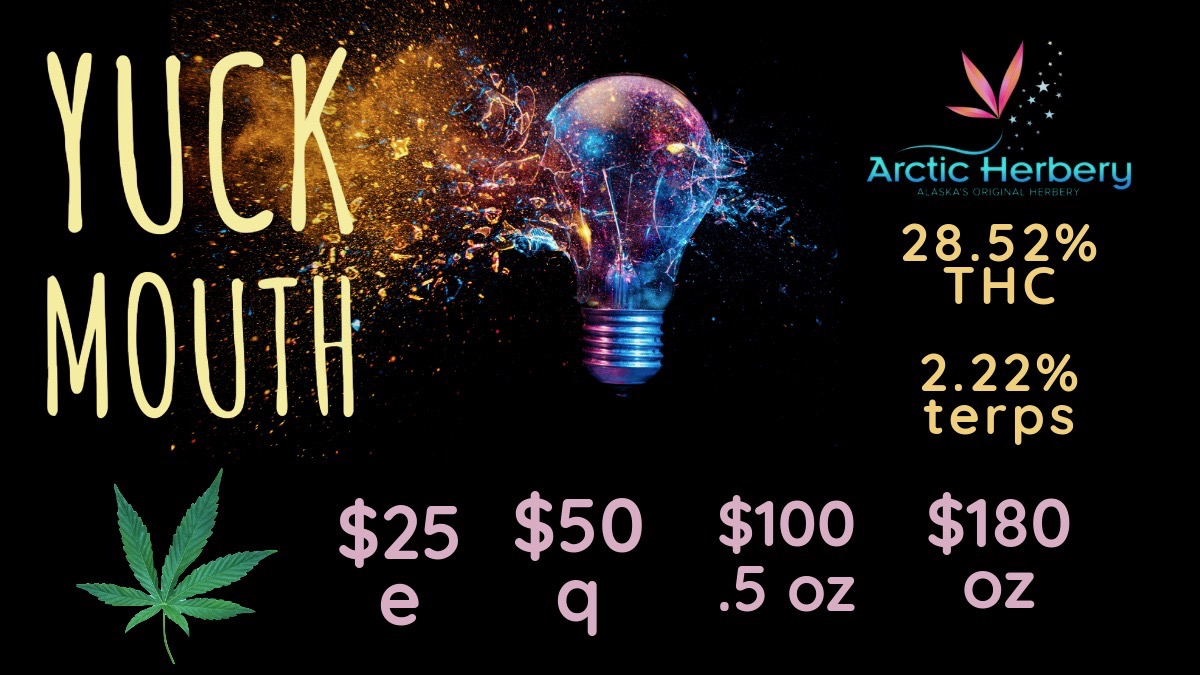Arctic Herber 0- $ e25 $ q50 / $30 eighths - $200oz: Detroit Muscle 32.05% THC & 2.23% Terps$20 eighths - $160oz: Yuck Mouth 28.52% THC & 2.22% Terps, Super Sour 24.83%THC, Big Bud Super Sour 24.93% THC, Lemon Orange 24.74% THC & 2.71& Terps, Cam's Candy Coffee 23.19% THC 2.01% Terps, Big Bud Peanut Butter Biscotti 24.32% THC and Big Bud Gush Mintz 22.38% THC10% off regular priced items for Seniors and Military every daySome restrictions apply.