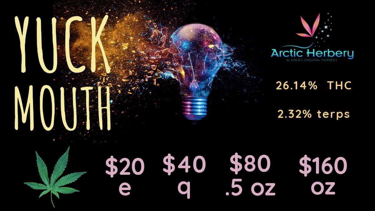 Arctic Herbery or $ 20 $10 Aso e z / Flower Day: Fridays, get 15% off all top-shelf flower strains$20e-$160oz: Yuckmouth 26.14% THC & 2.32% Terps, Strawnana 24.49% THC & 1.99% Terps, Big Bud Permanent Marker 22.52% THC, Big Bud Gator Breath 22.94% THC, and Big Bud Super Boof 22.94% THCSelect 0.5g flower pre rolls for $5Select $30/gram dabs10% off regular priced items daily for Seniors and Military