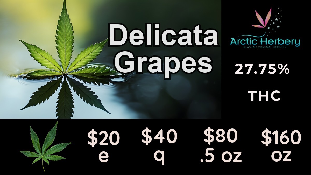 $20 $40 e q Arctic Herbert 27.75 THC $80 $160 .5 oz oz / Tasty Tuesday, get 15% off all non-sale edibles$30 eighths - $200oz: Detroit Muscle 32.05% THC & 2.23% Terps$20 eighths - $160oz: Big Bud Delicata Grapes 27.75% THC & 2.22% Terps, Big Bud Super Sour 24.93% THC, Big Bud Smashing Melons 23.49% THC, Cam's Candy Coffee 23.19% THC 2.01% Terps, and Big Bud Gush Mintz 22.38% THC10% off regular priced items for Seniors and Military every daySome restrictions apply.